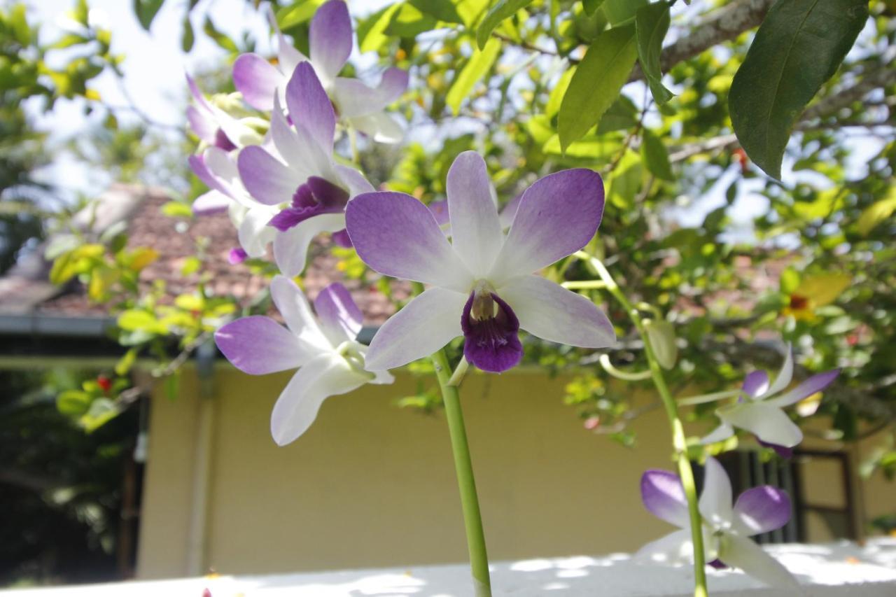 Bentota Home Stay Extérieur photo